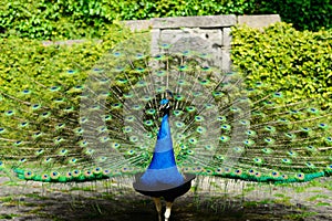 Beautiful peacock displaying itself on a beautiful sunny day.