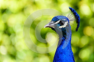 Beautiful peacock displaying itself on a beautiful sunny day.