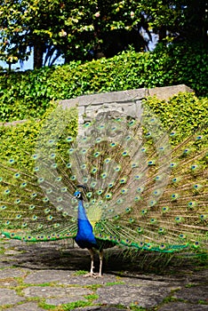 Beautiful peacock displaying itself on a beautiful sunny day.
