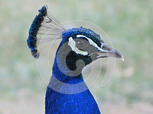 Beautiful peacock of fantastic bright colors of long feathers photo