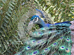 Beautiful peacock of fantastic bright colors of long feathers photo