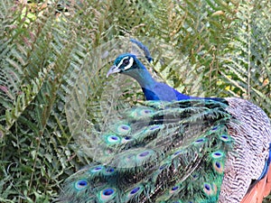 Beautiful peacock of fantastic bright colors of long feathers photo