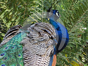 Beautiful peacock of fantastic bright colors of long feathers photo