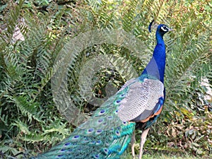 Beautiful peacock of fantastic bright colors of long feathers photo