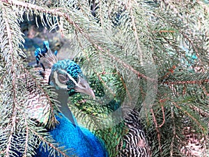 Beautiful peacock of fantastic bright colors of long feathers photo