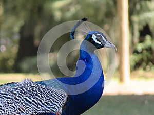 Beautiful peacock of fantastic bright colors of long feathers photo