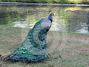 Beautiful peacock of fantastic bright colors of long feathers photo