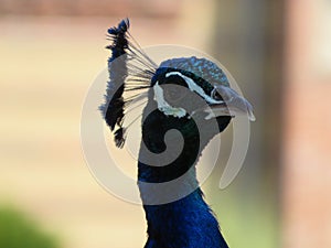 Beautiful peacock of fantastic bright colors of long feathers photo