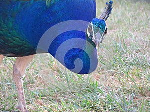 Beautiful peacock of fantastic bright colors of long feathers photo