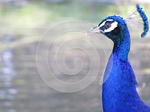 Beautiful peacock of fantastic bright colors of long feathers photo