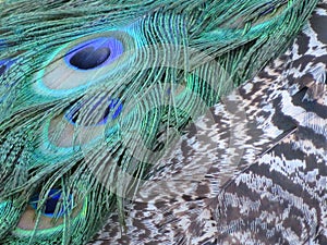 Beautiful peacock of fantastic bright colors of long feathers photo