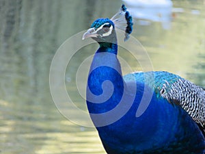 Beautiful peacock of fantastic bright colors of long feathers photo