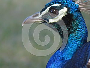 Beautiful peacock of fantastic bright colors of long feathers photo