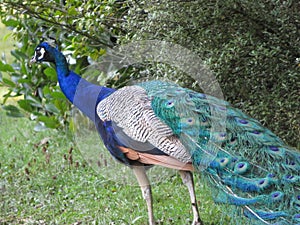 Beautiful peacock of fantastic bright colors of long feathers photo