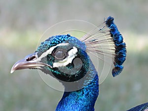 Beautiful peacock of fantastic bright colors of long feathers photo