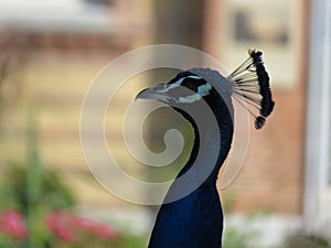 Beautiful peacock of fantastic bright colors of long feathers photo