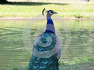 Beautiful peacock of fantastic bright colors of long feathers photo