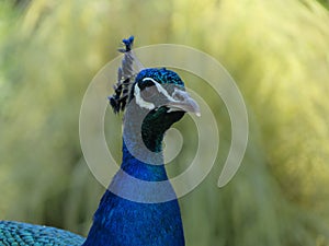 Beautiful peacock of fantastic bright colors of long feathers photo