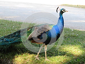 Beautiful peacock of fantastic bright colors of long feathers photo