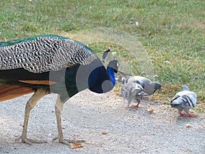 beautiful peacock of fantastic bright colors of long feathers photo