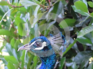 beautiful peacock of fantastic bright colors of long feathers photo