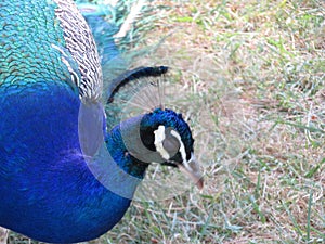 beautiful peacock of fantastic bright colors of long feathers photo