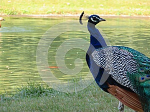 Beautiful peacock of fantastic bright colors of long feathers photo