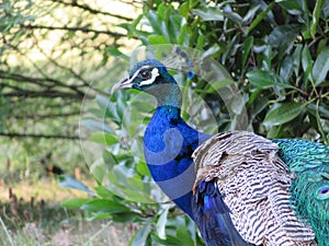 Beautiful peacock of fantastic bright colors of long feathers photo