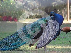 Beautiful peacock of fantastic bright colors of long feathers photo