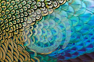 Beautiful peacock feather