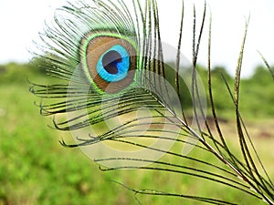 Beautiful peacock feather