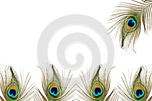 Beautiful peacock feather as background with text space