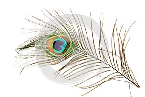 Beautiful peacock feather as background with text space