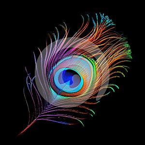 beautiful peacock feather on black background