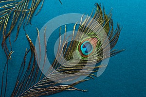 beautiful peacock feather on blue background