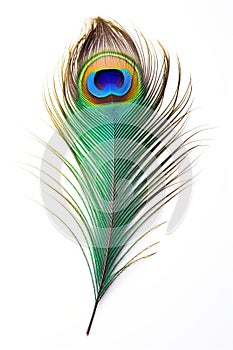 Beautiful peacock feather isolated on white background