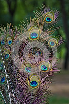 Beautiful peacock feather