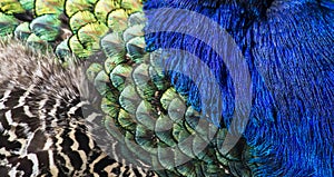 Beautiful peacock feathers as background