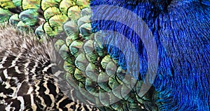 Beautiful peacock feathers as background photo