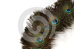 Beautiful Peacock Feathers Background