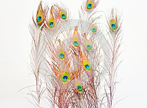 Beautiful peacock feathers in white color background photo