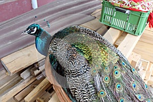 A beautiful peacock in the garden