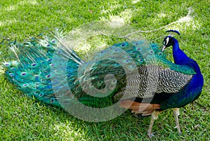 Beautiful peacock on green grass
