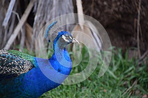 A beautiful Peacock at Hart Park, Bakersfield, CA.