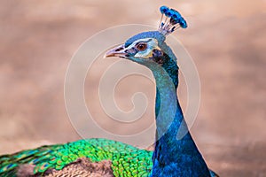 Beautiful peacock head close up