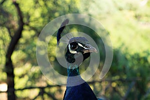 Portrait of male peacock head close up. Looking around