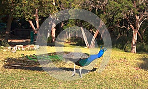 Beautiful peacock hiding his plumage