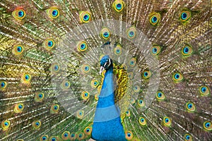 Beautiful peacock