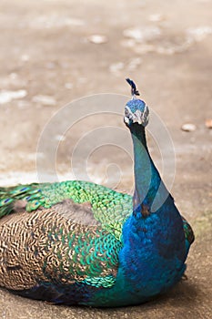 Beautiful peacock lay down