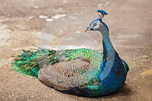 Beautiful peacock lay down